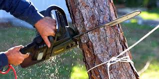 How Our Tree Care Process Works  in  Panama City Beach, FL