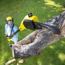 Professional Tree Care  in Panama City Beach, FL